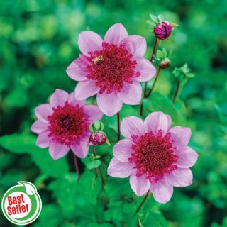 Blue Bayou Dahlia Thumbnail